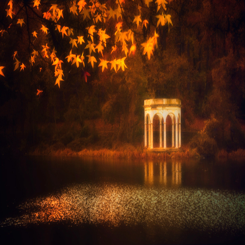 Where the leaves are made of gold